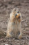 Free Prairie Dog Royalty Free Stock Photos - 1454078