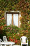 Free Flowers Wall Near The Sea Stock Image - 1456201