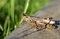 Free Grasshopper Royalty Free Stock Images - 1458199