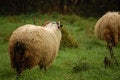 Free Black Headed Sheep Stock Photos - 1460783