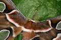 Free Rothschildia Moth Stock Photos - 1464433