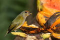 Free Tropical Bird 2 Royalty Free Stock Images - 1464909