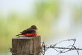 Free Bird On A Pole Royalty Free Stock Images - 1465039