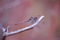 Free Dragonfly. Stock Photo - 1467670