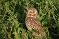 Free Owl 2 Royalty Free Stock Photos - 1467838