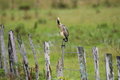 Free Bird On A Fence Stock Photos - 1467873
