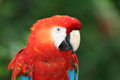 Free Macaw Royalty Free Stock Photo - 1467885
