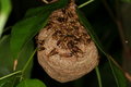 Free Wasps Nest 2 Royalty Free Stock Image - 1467936