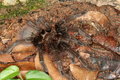 Free Large Spider 1 Royalty Free Stock Photos - 1467948