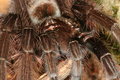 Free Large Spider 2 Stock Photos - 1467953