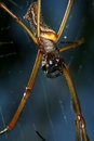 Free Naphila Spider Stock Photo - 1468280
