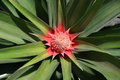 Free Young Pineapple Royalty Free Stock Photo - 1468355