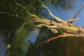 Free Reflection Royalty Free Stock Image - 1468416
