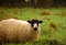 Free Black Headed Sheep Royalty Free Stock Photography - 1460757
