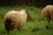 Free Black Headed Sheep Stock Photos - 1460783