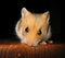 Free Golden Hamster Stock Images - 1461024