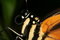 Free Tropical Butterfly S Portrait 2 Stock Photo - 1464570