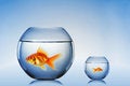 Free Goldfish Swim Stock Photo - 14673670