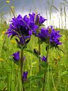 Free A Flower Before Storm Stock Images - 1473414