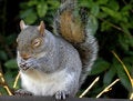 Free Squirrel Stock Photography - 1475122