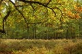 Free This Fall In Forest Stock Image - 1477201