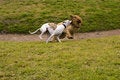 Free Perros Corriendo_9556. Royalty Free Stock Photography - 1477727
