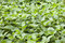 Free Beans Field Stock Image - 14762931