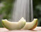 Free Melon Slices Royalty Free Stock Photography - 14774687