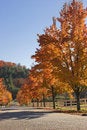 Free Autumn Country Maples Royalty Free Stock Photography - 1483067