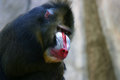 Free Male Mandrill Stock Image - 1488081