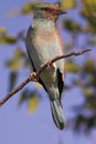 Free European Roller Royalty Free Stock Photography - 1488907