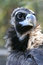Free Head Of Vulture Stock Images - 1486464