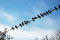 Free Dove Convention Stock Image - 1486921