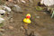 Free Rubber Duck Stock Photography - 1487512