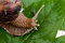 Free Crawling Snail Royalty Free Stock Photography - 14844297