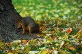 Free Squirrel 3 Royalty Free Stock Photos - 1490758