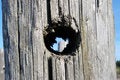 Free Hole In Wooden Pole Royalty Free Stock Photography - 1494517