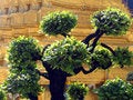 Free Ornamental Shrub At A Golden Buddhist Temple Royalty Free Stock Photography - 1498197