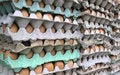 Free Eggs Stock Photo - 1498340