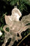 Free Crystal Angel Royalty Free Stock Image - 1494556