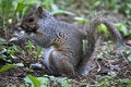 Free Squirrel Royalty Free Stock Image - 14912266