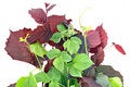 Free Young Green Red Branches Stock Photo - 14919650