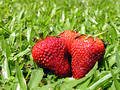 Free Strawberries Stock Photography - 157802