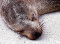 Free Sea Lion Royalty Free Stock Photos - 158678