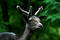 Free Black Buck Stock Images - 158484