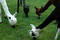 Free Four Llamas Stock Photos - 158503