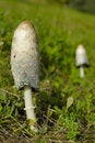 Free Toadstools Royalty Free Stock Photo - 1500715