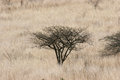 Free Acacia Tree In Grass Lands Stock Photo - 1501790