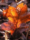 Free Translucent Glow Stock Photography - 1502482