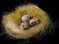 Free Eggs In A Nest Royalty Free Stock Photography - 1504267